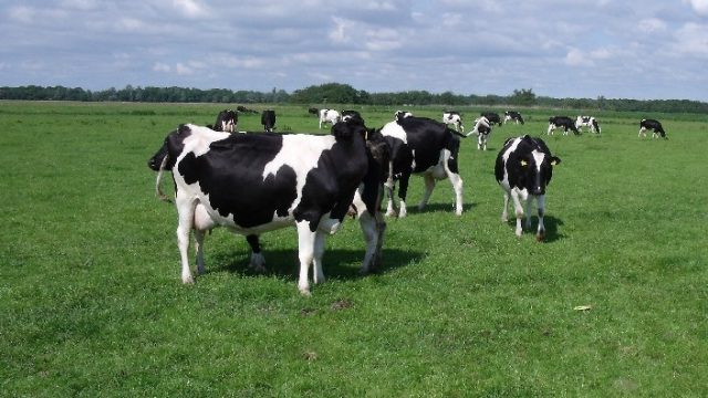 De beste boeren wonen in de stad