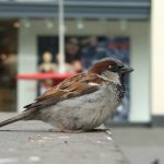 Vogelwerkgroep lezing