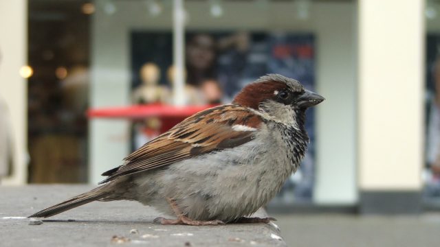 Vogelwerkgroep lezing