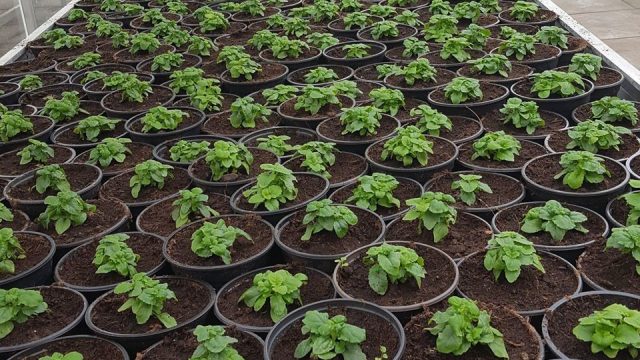 Plantjesmarkt van Clusius College, opbrengst voor Stichting Hidde