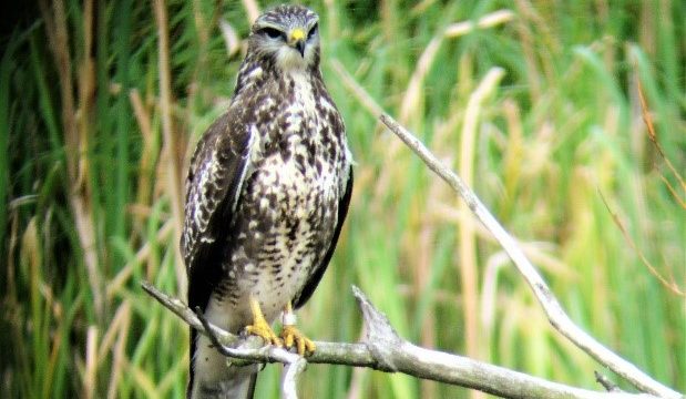 Vogelexcursies in de Nationale Vogelweek