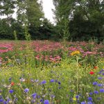 Proef de rijkdom van de zomer