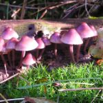 Paddenstoelen in het herfstbos