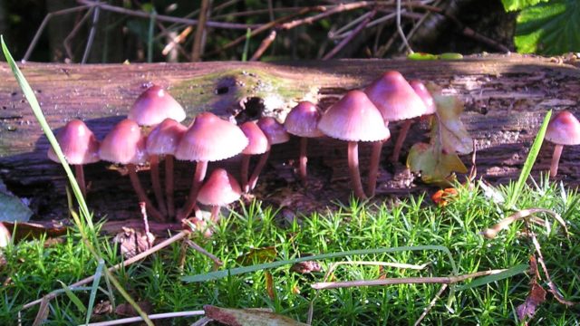 Paddenstoelen in het herfstbos