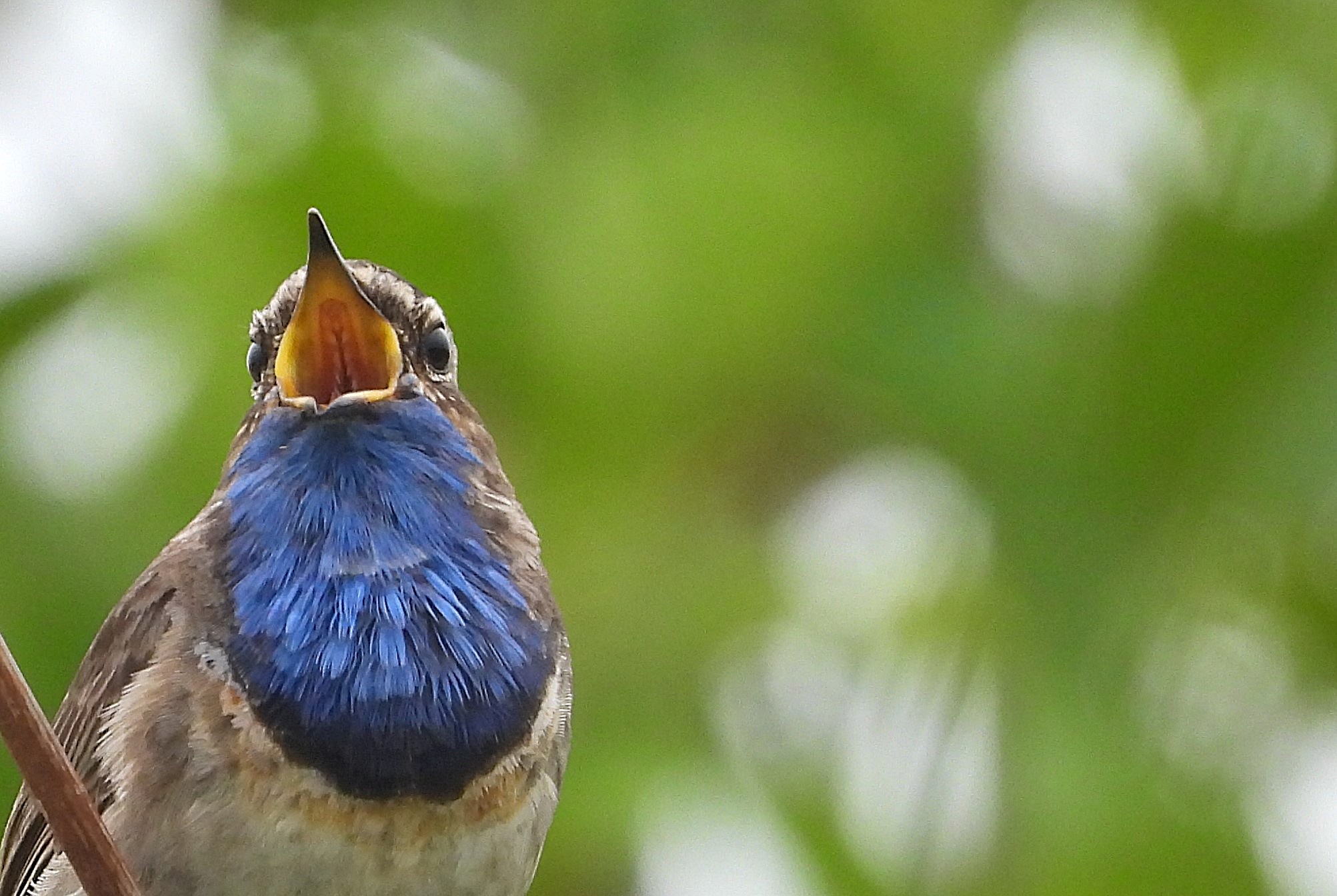 Lezing van Dick de Vos over vogelgeluiden